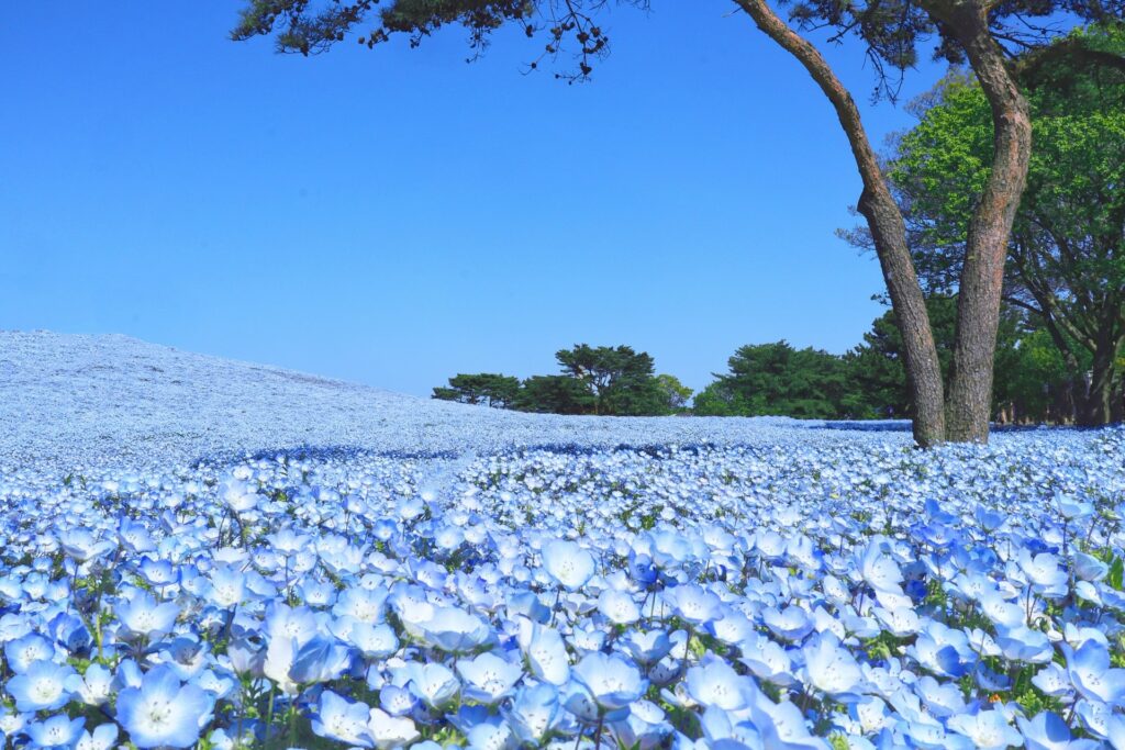 花畑