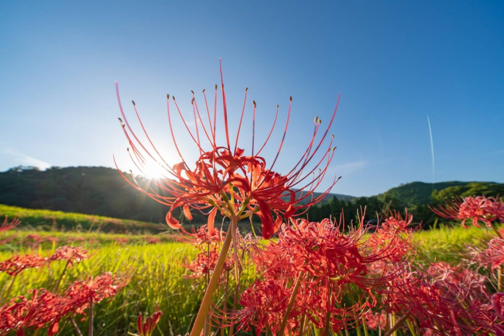 彼岸花