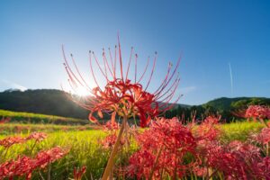 彼岸花