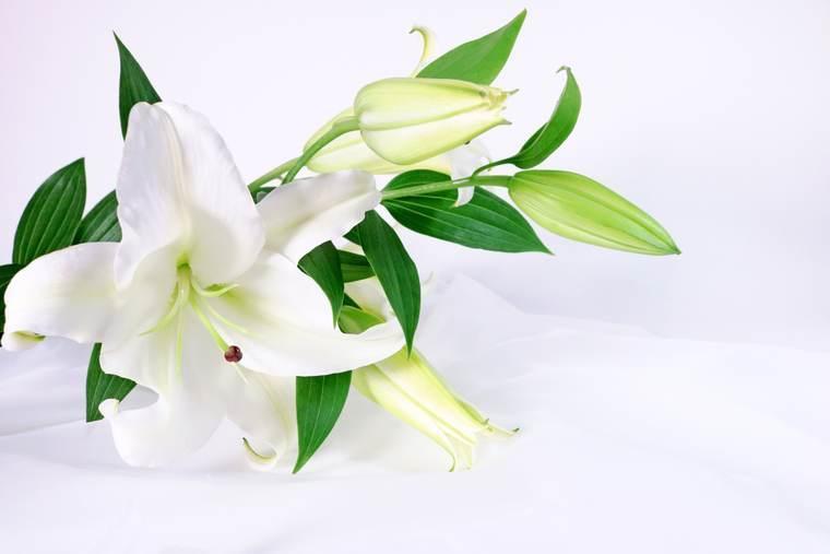 白い百合の花